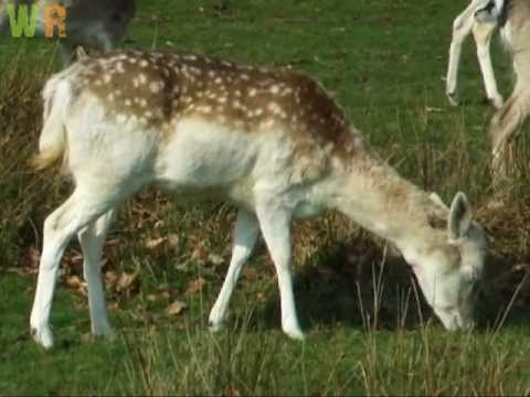 Fallow Deer Does (Dama dama)