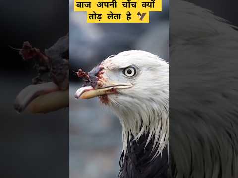 🤯Why does an eagle break its beak? #eagle #facts #shorts