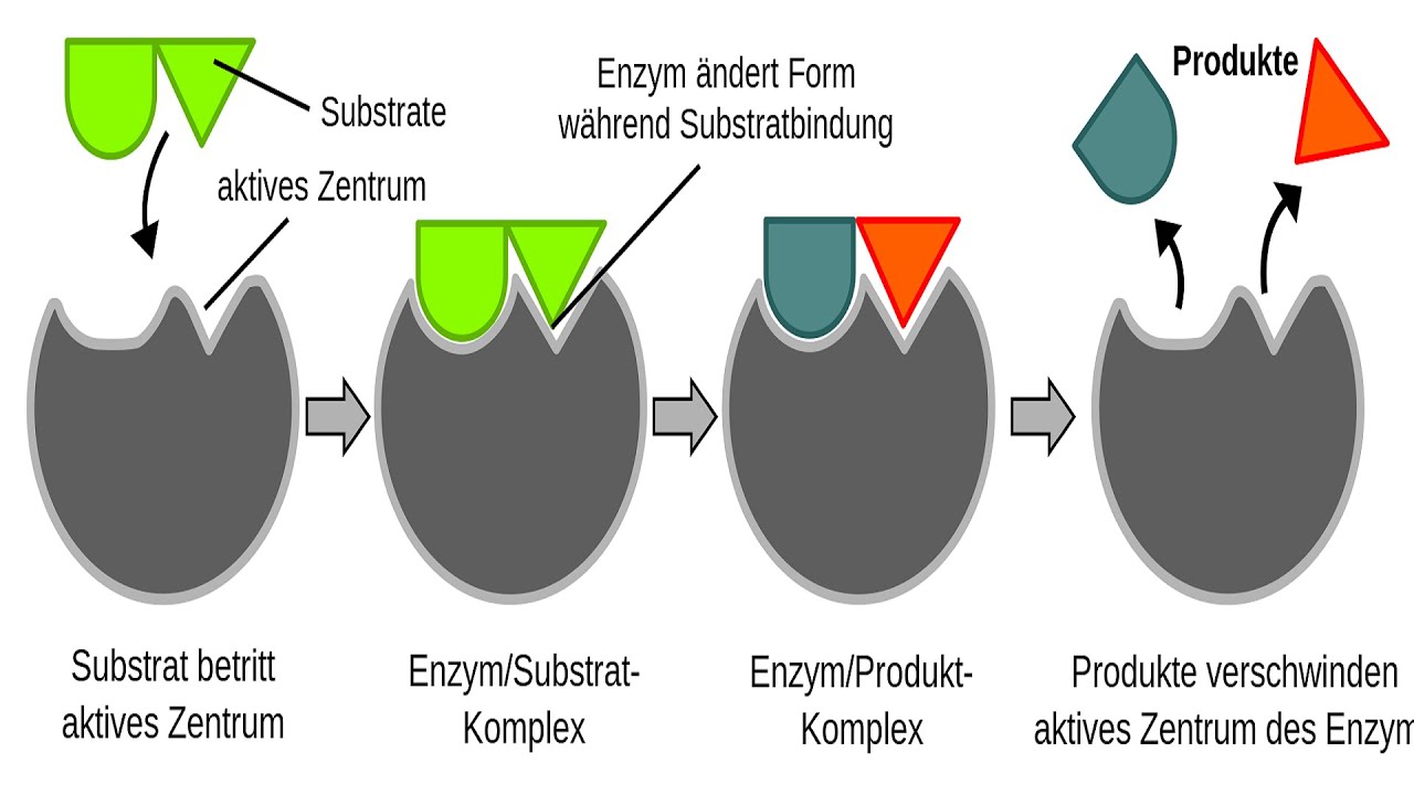 A Biochemical Pathway.