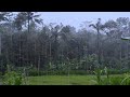 Rain And Thunder Sounds In Forest Rain Sounds For Sleeping Rain Sounds Sleep Sounds