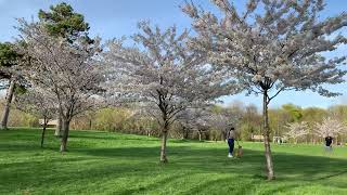 Toronto Canada trong mùa Xuân có hoa anh đào nở tại Cedarvale Park