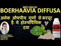 Boerhavia Diffusa Q Punarnava Homeopathic Medicine Trusted Medicine To Rejuvenate The Body