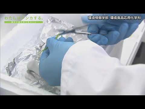 わたしはシンカする。環境情報学部 環境食品応用化学科