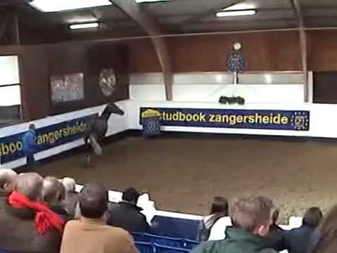 Diathago End ( Enriques of the Lowlands) Sold to Germany