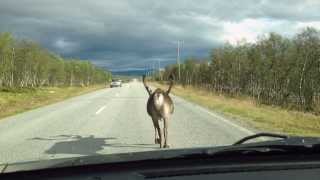 preview picture of video '2012.08 - Kilpisjärvi reindeers'