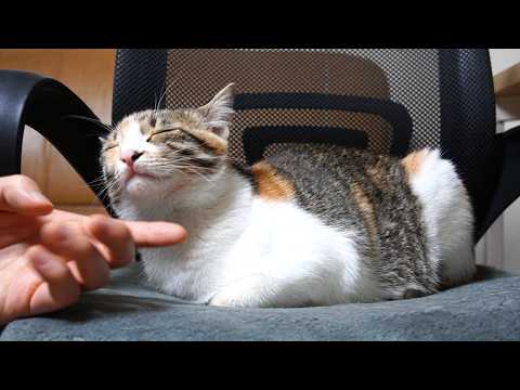 극락에 도달한 고양이