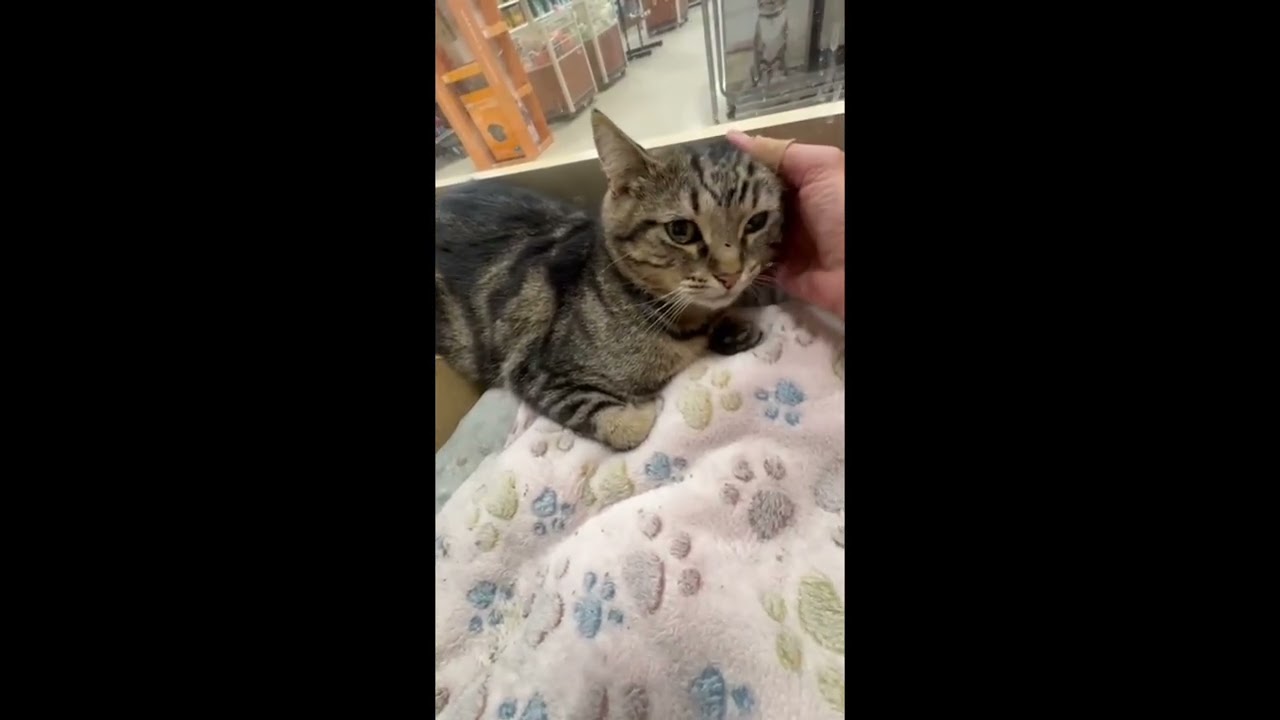 Simone, a ADOPTABLE mixed breed in Woodbridge, ON video 6/6