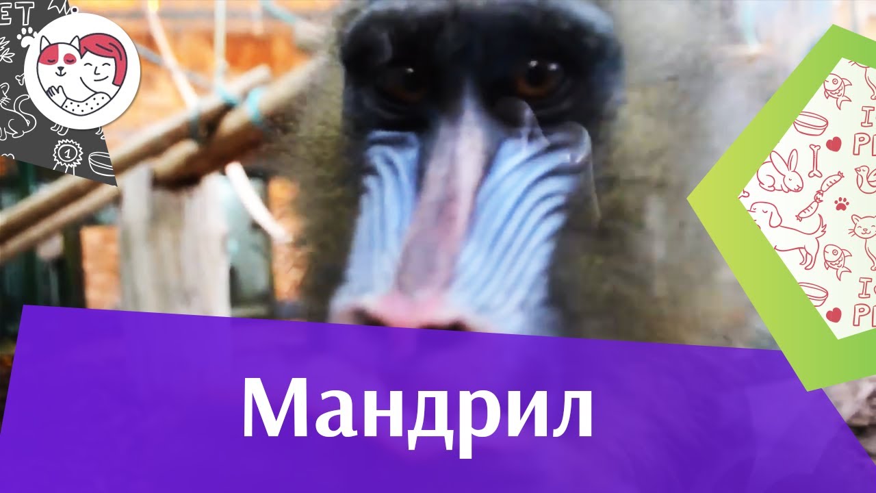 Мандрил образ жизни на ilikepet