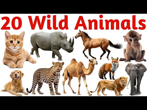 Learn 20 Wild Animals Names in English | Fun Animal Learning Video for Kids with Sounds