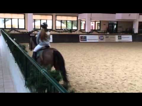 9 yo HOLSTEINER MARE
