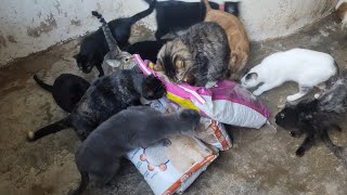 le agradezco a la suscritora por lo que le mando a los gatitos croquetas y arena