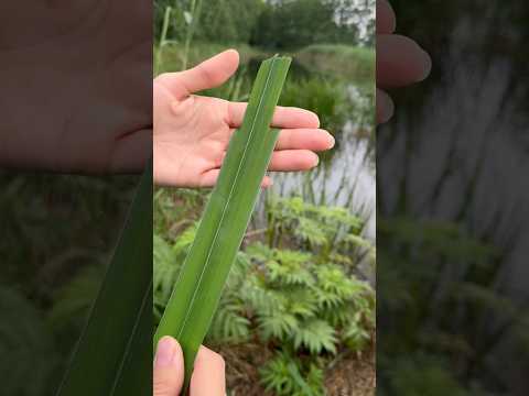 Make easy PLANT ROCKET😎🚀#outdoors #camping #narcissus #lifehacks #ideas #fun #hobby