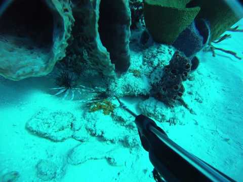 Cozumel Lionfish Hunting - Double Tap