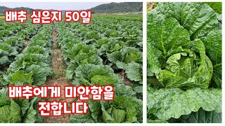 자연특별시괴산 괴산절임배추 배추 심은지 50일 파종 75일 후기관리 2편 물관리 무름병에 관해 반성 [배추재…