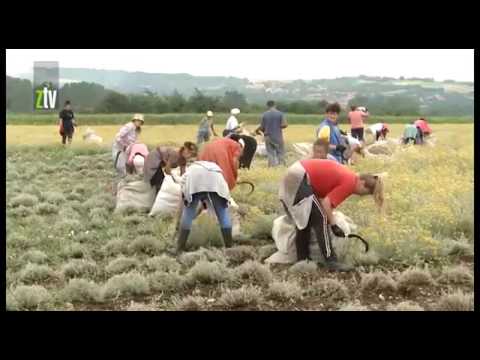 smilje Plantaža smilja