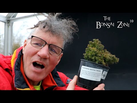 Working on Very Small Trees, Part 2, The Bonsai Zone, Feb 2023