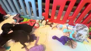 Video preview image #16 Chihuahua Puppy For Sale in CHARLESTON, AR, USA