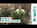 How to re-pot a plant - Tips for repotting plants 