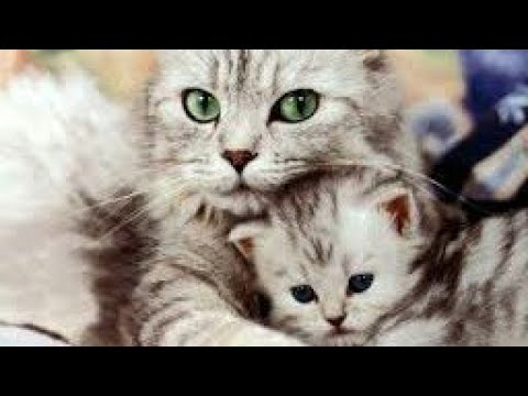 Funny videos maar moto apon kaho nai.