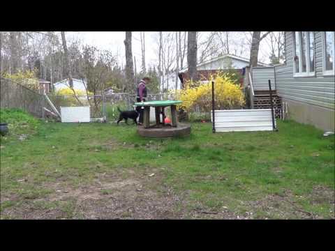 TEAM 5-6 retrieve with jump PASS Jazz