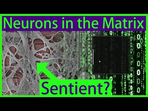 Lab-Grown "Mini-Brain" Learns Pong - Is This Biological Neural Network "Sentient"?