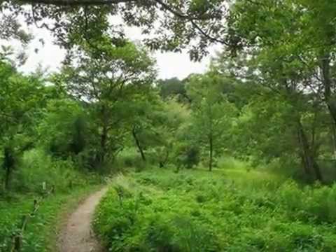 183　21世紀の森と広場　野草園　20120625   YouTube