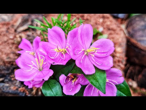 Spanish Shawl Plant Blooming Time-lapse
