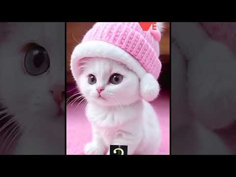 new_cute_cat_WhatsApp_statusll cutecat ll#newstatus #youtubeshorts #shorts @Trexff-b4k