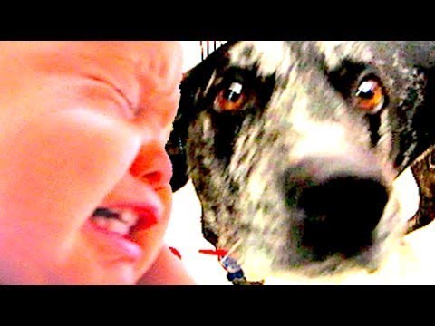 BIG DOG MAKES BABY CRY :*( | Day 1768