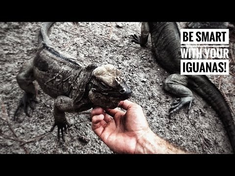 How to INTRODUCE Rhino Iguana Mates