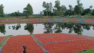 প্রচন্ড সুন্দর দৃশ্য পুকুরের চারপাশে মরিচ শুকানো হচ্ছে। আটোয়ারী, পঞ্চগড়।