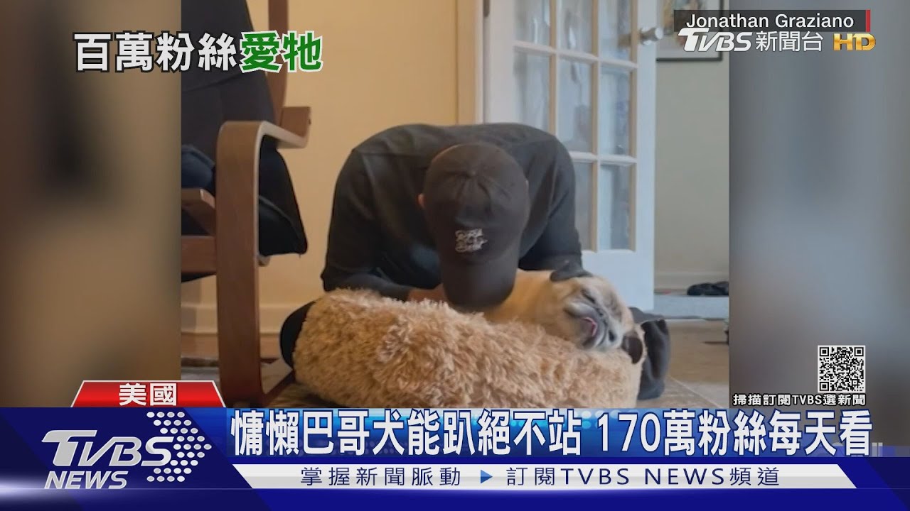 慵懶巴哥犬「麵條」能趴絕不站 吸引170萬粉絲每天看