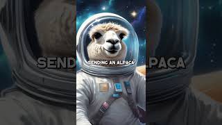 Did an Alpaca Almost Win the Space Race? 🦙🚀 #Space #alpaca #nasa