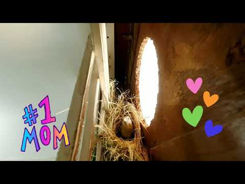 Revealing the Secret life of Sparrow (Gauraiya) - Time-lapse