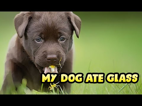 YouTube video about: What to do when your dog eats glass?