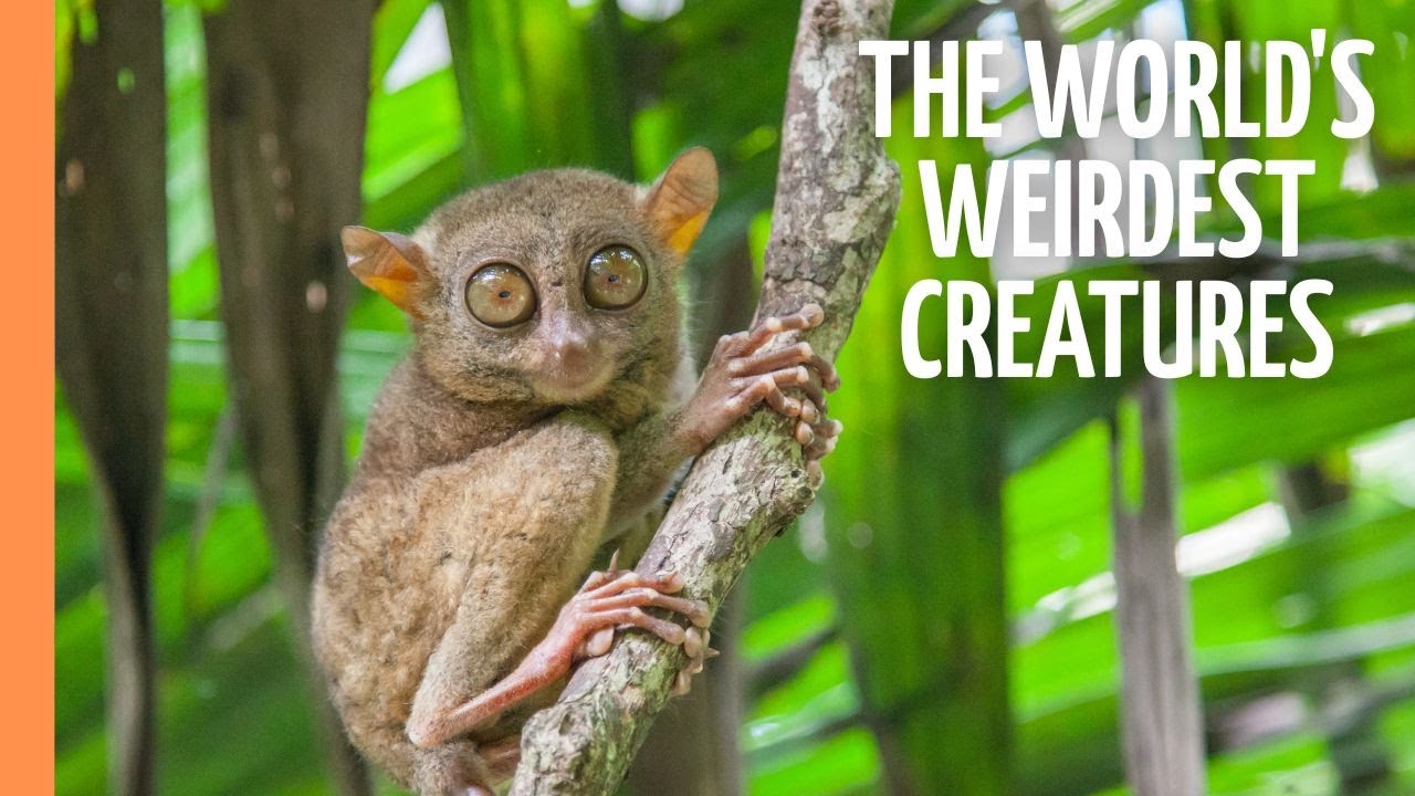 The world's weirdest creatures | Full Documentary
