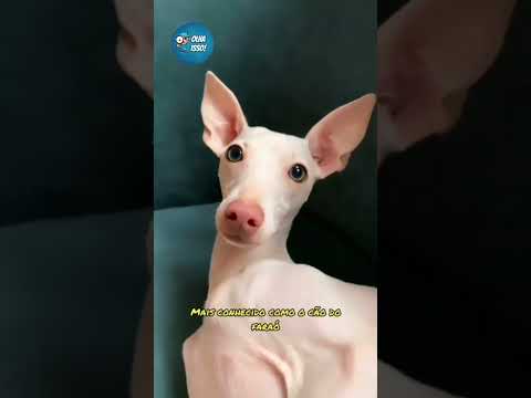 Cachorros Mais Caros do Mundo - Top 5 Mais Caros #cachorro