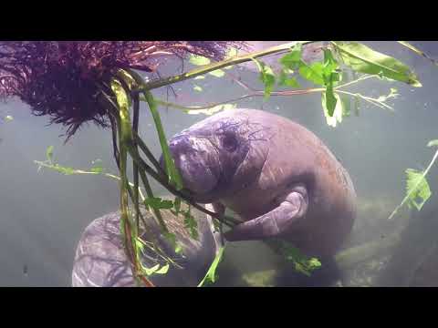 Manatee Trash