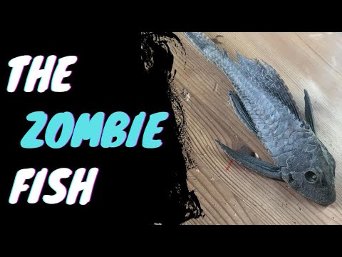 Pleco | The Zombie Fish #placo