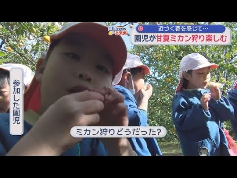 YouTube Video 甘夏ミカン狩りのオープンを前に　静岡・伊東市の農園が地元の園児１７人を招待