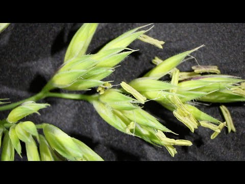 Süssgräser (Poaceae)