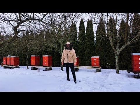 První kontrola včelstev 2026. Zvládnou dožít jara? - Budování včelí farmy #77