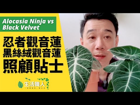 忍者觀音蓮風水