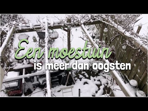 Urban gardening - A vegetable garden is more than just harvesting