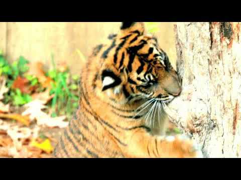 How Do Tigers Communicate?