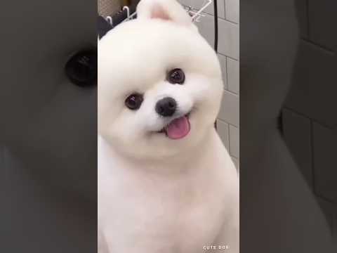 Cutness.#shorts #cutedog #dog #doglover #doglife