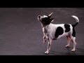 How To Teach Your Dog To Spin Dog Tricks