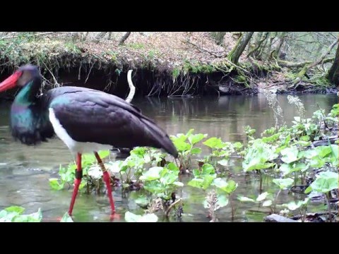 Schwarzstorch T661. Eifel   22.4.2016