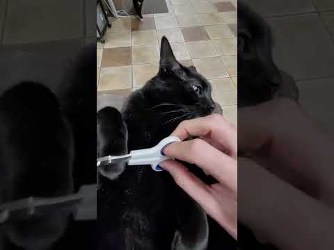 Jiggling my cat before I trim his nails