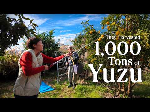 The Yuzu Harvest (and the Secret History of Japan's Most Famous Yuzu Town)